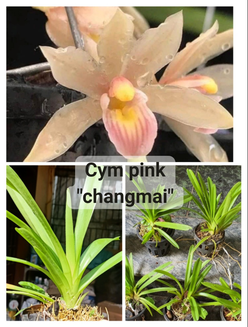 Lan Kiêm hồng Chang mai siêu lùn hàng đã sổ hoa