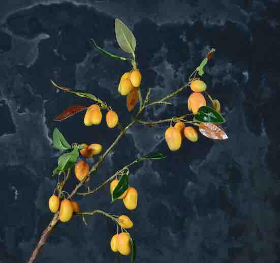 Cây khô, cành khô, cành xoài khô