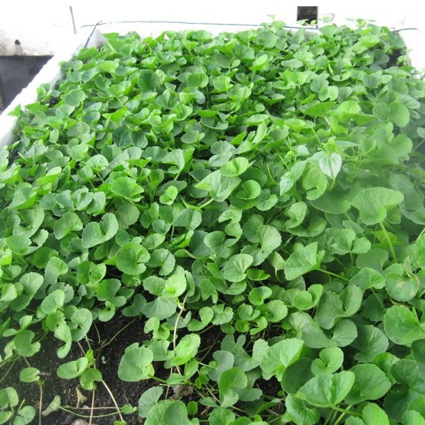 Hạt giống rau má rau gia vị sach ngon dễ trồng - 0.5 gram, chất lượng sản phẩm đảm bảo và cam kết hàng đúng như mô tả