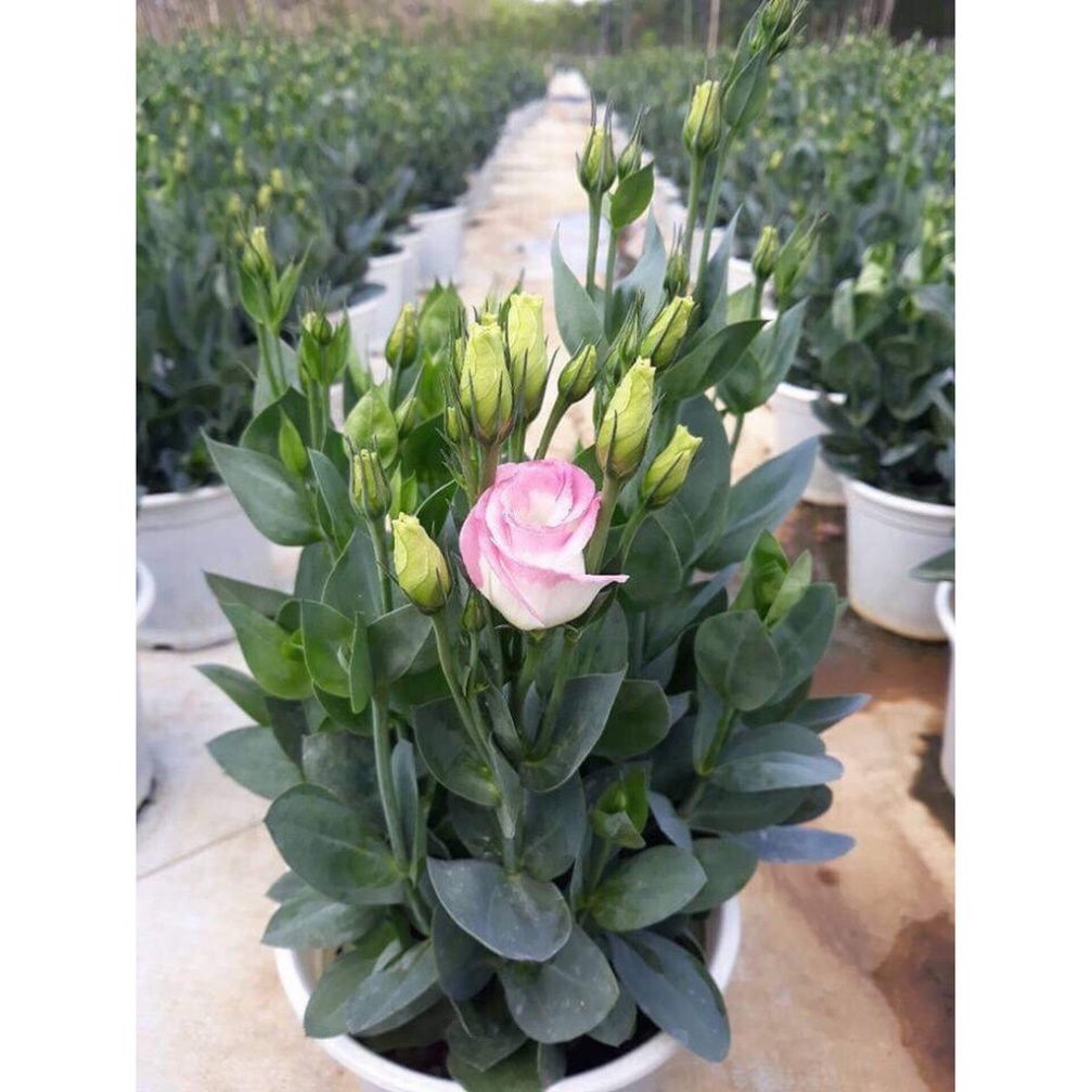Hạt giống hoa cát tường - 5 hạt