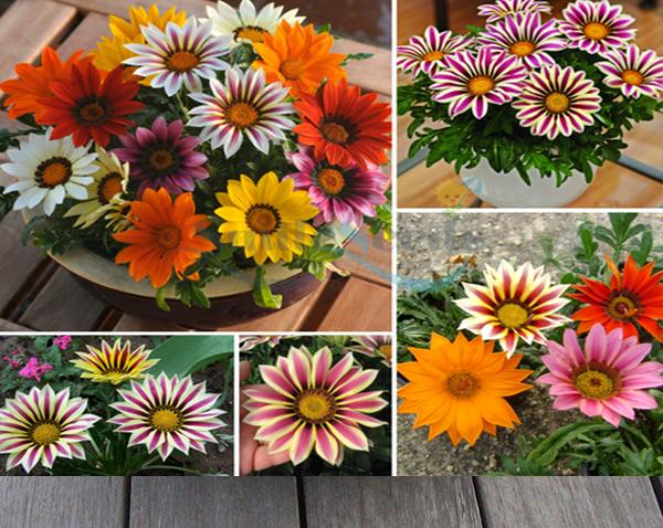 [HCM]HẠT GIỐNG HÀ LAN _ CÚC HUÂN CHƯƠNG  NHIỀU MÀU RD802 - GÓI 20 HẠT .