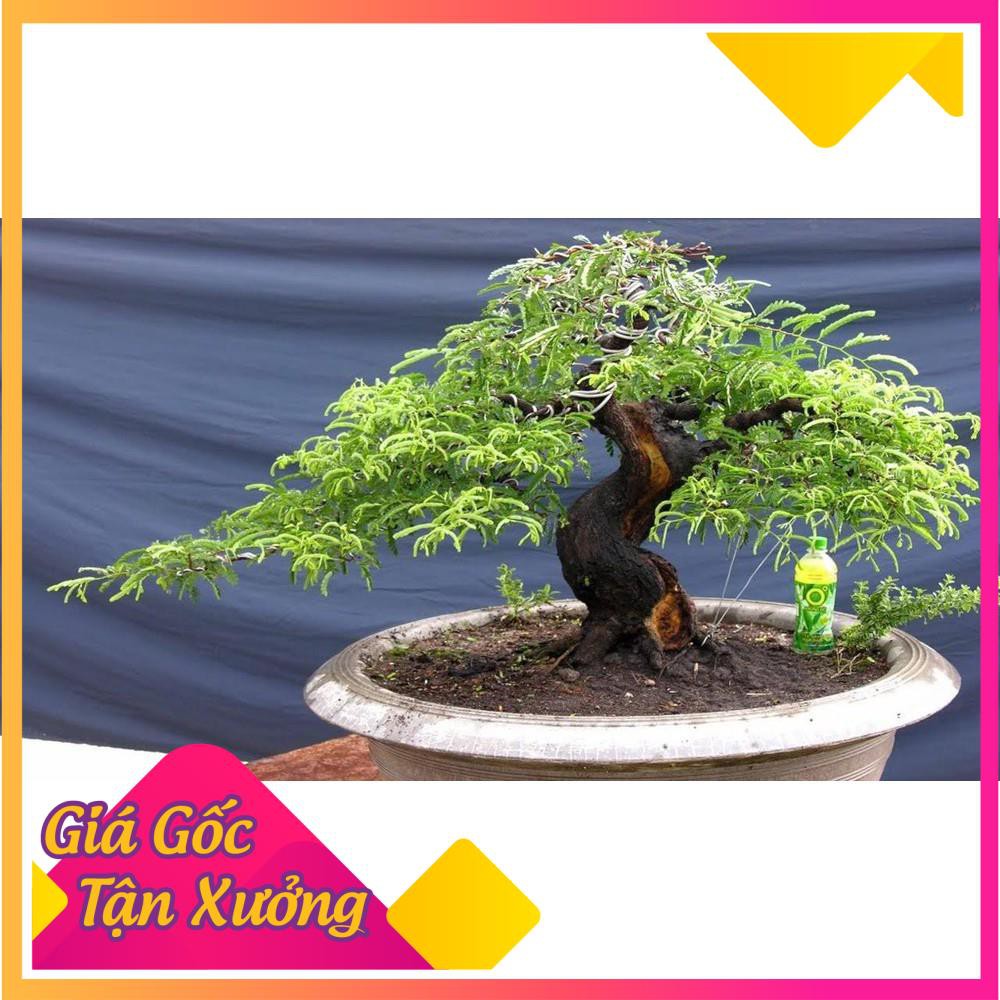 [HCM]Khu Vườn Hạt Giống Cây Me Kiểng Ngọt Bonsai .