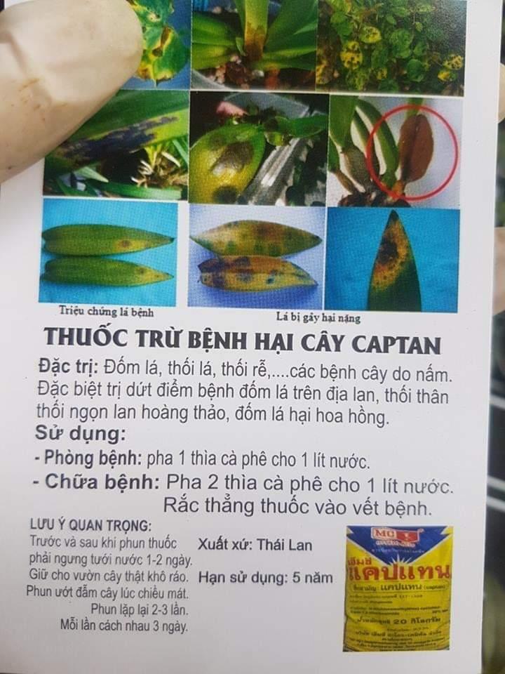 Đặc trị nấm bệnh, thối nhũn trên hoa lan cap-tan