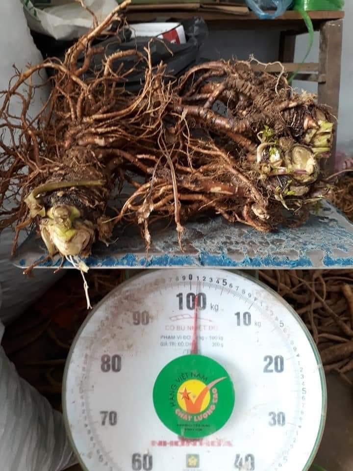 Sâm đương quy tươi nguyên củ ( Gói 1kg)