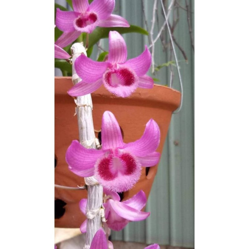 Combo 5 Cây giống hoa lan giả hạc Hồng Ngọc Thiên Sứ