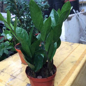 Cây kim tiền mini - chậu nhựa như hình