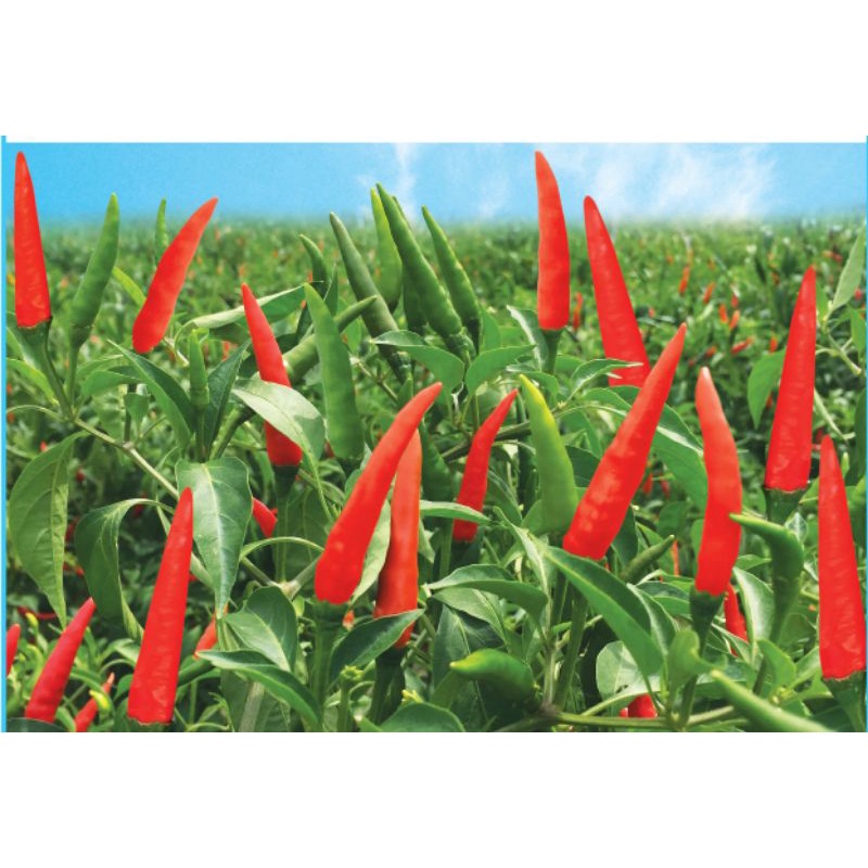 Hạt giống ớt chỉ thiên lai f1 hn-32 17