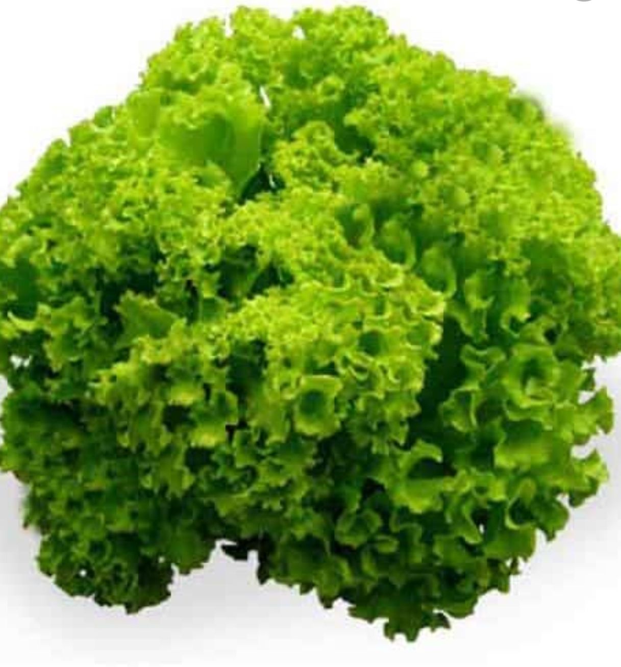 [HCM]Hạt giống xà Lách Xoăn Mai Vàng - 3gr