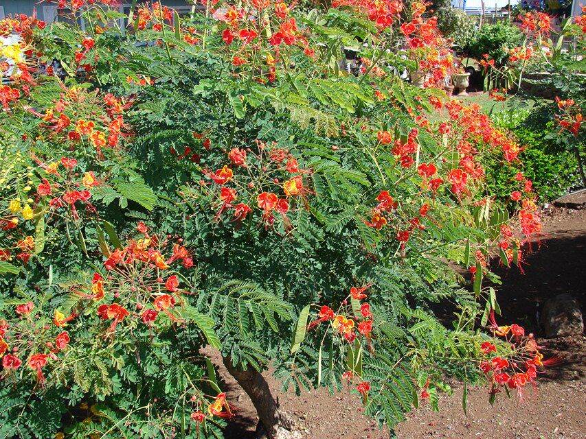 Gói 10 hạt giống cây Điệp Cúng hoa đỏ , độ nảy mầm cao, dễ trồng