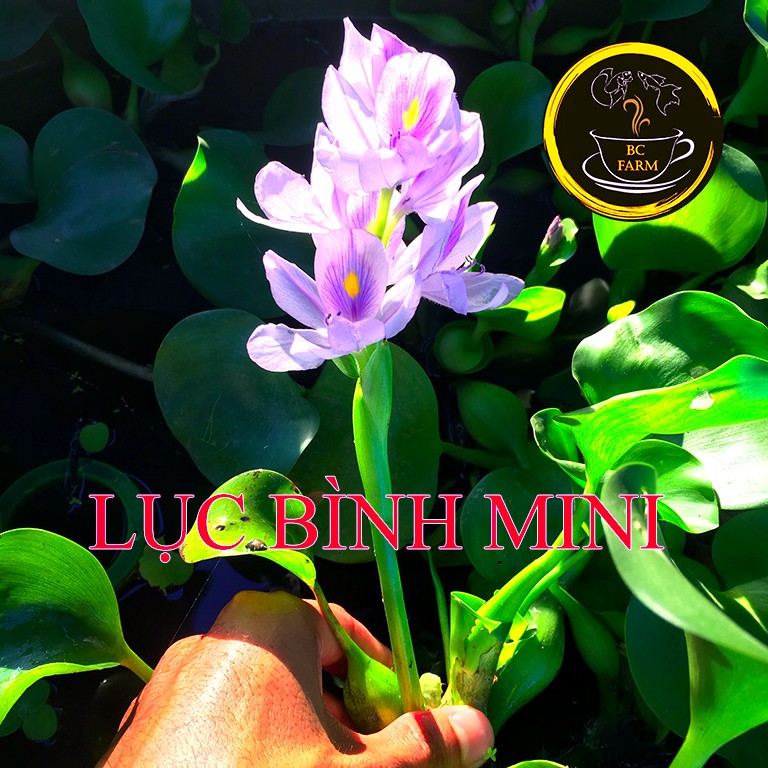 Bèo lục bình mini 🍀 thủy sinh 🍀 siêu lọc nước