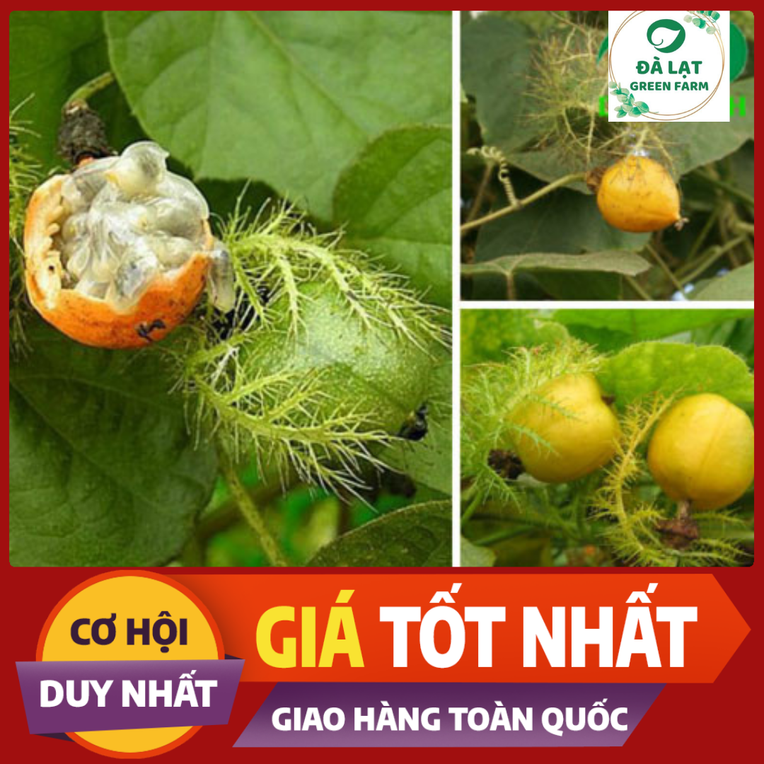 10h_ hạt giống cây lạc tiên/chùm bao