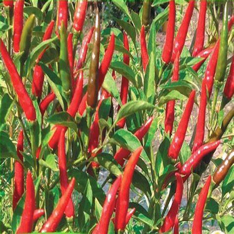 Hạt giống ớt chỉ thiên f1 siêu cay -tặng kèm kích mầm
