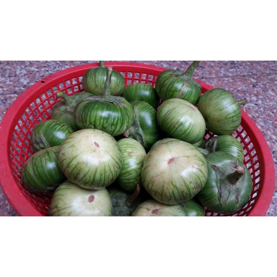 Hạt giống cà bát xanh cao sản ( cà da ếch) 100 hạt/ gói