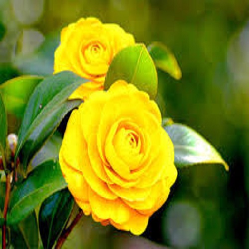 Hình nền hoa hồng tuyệt đẹp Hình hoa quả đẹp