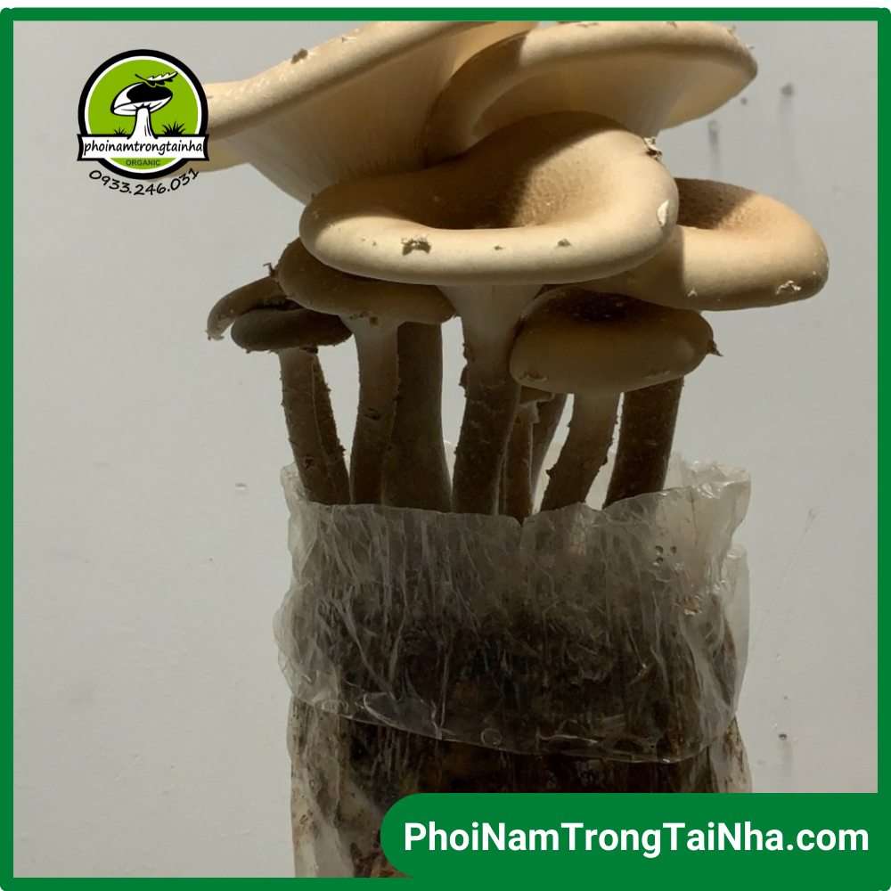 Combo 6 phôi nấm chân dài trồng tại nhà