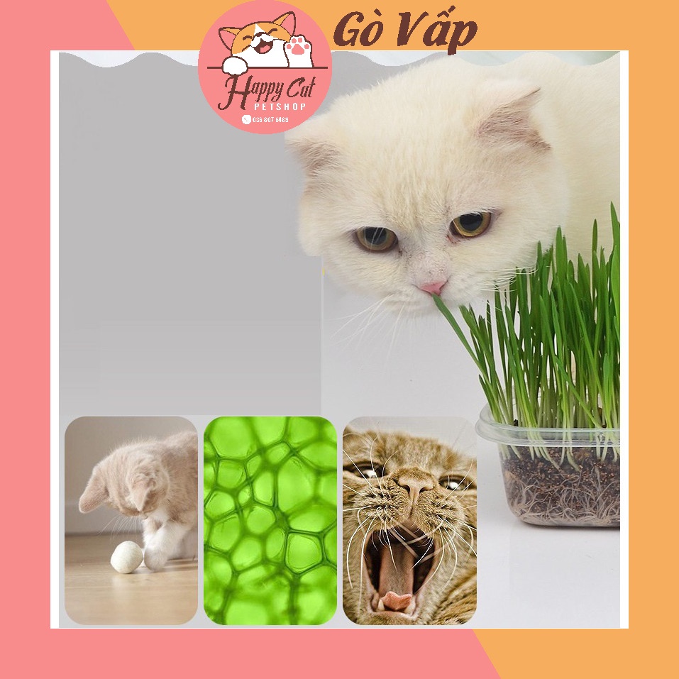 Hạt giống cỏ mèo cao cấp gói 100g - nàng meow