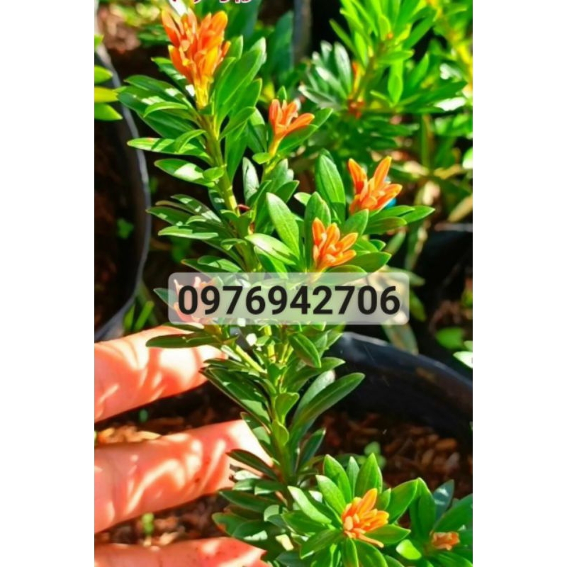 Cây tùng đột biến kim cương đọt đỏ ngọc ý lá nhỏ cao 10cm-cây ghép