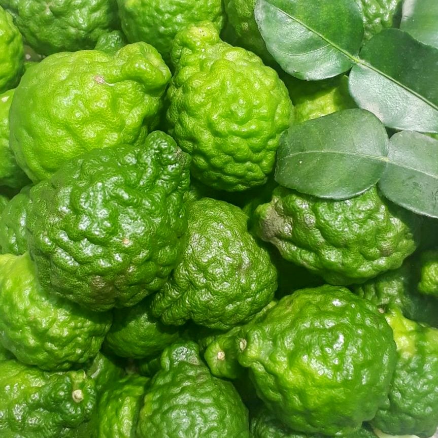 20 HẠT GIỐNG CÂY CHÚC, HẠT GIỐNG CÂY CHANH THÁI, GIỐNG CHUẨN