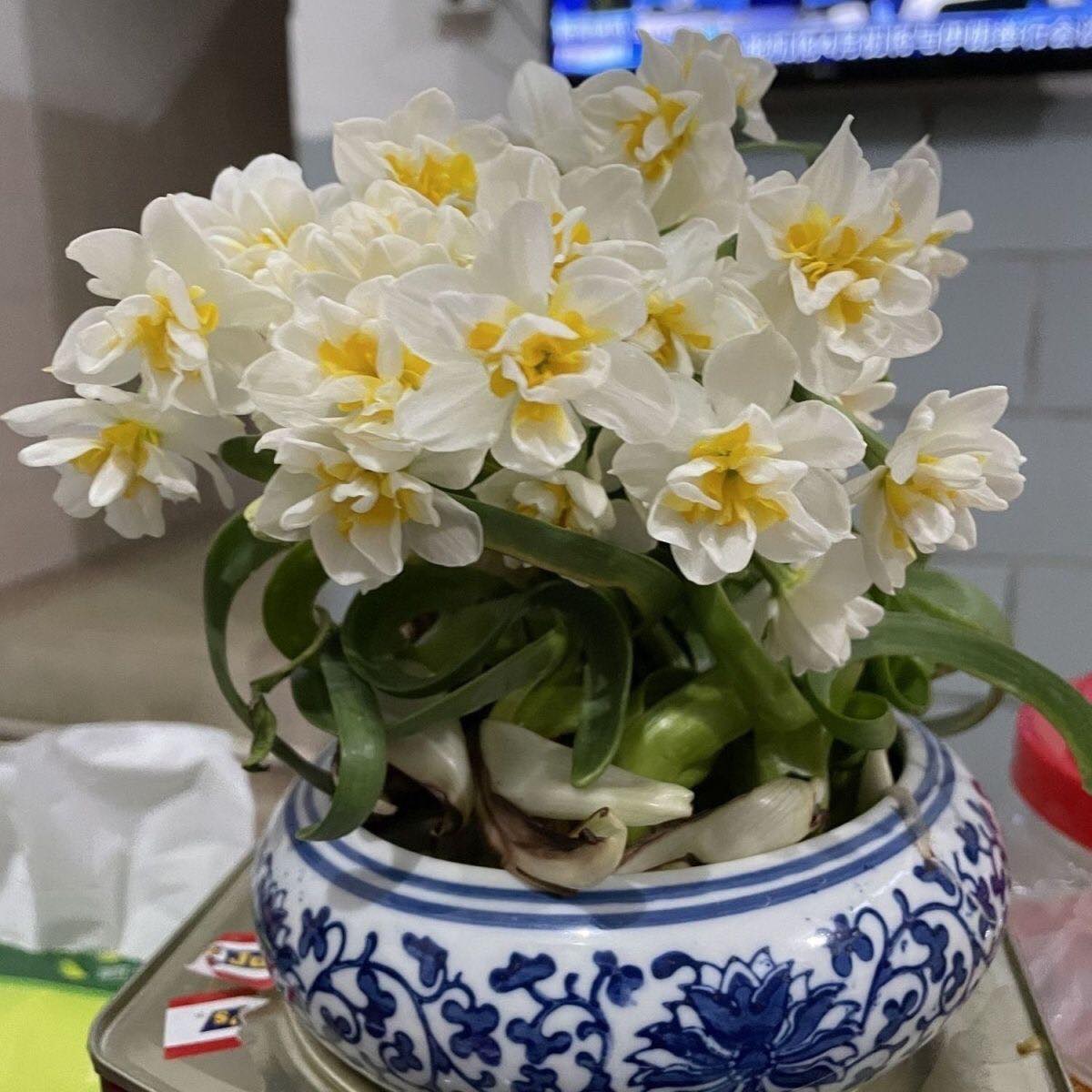 Củ giống hoa thuỷ tiên hoa cánh kép - 1 củ 5 - 7 nhánh hoa