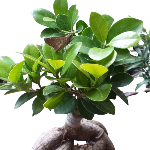 Cây Si Nhật, cây si bonsai, cây phong thủy