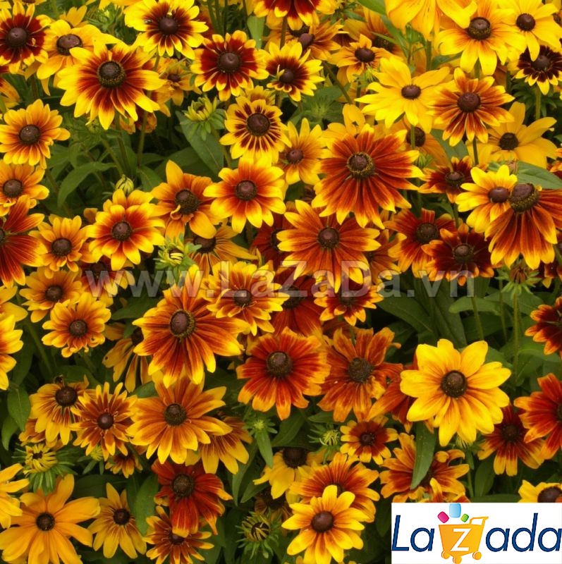0.5gr 1000.hạt hạt giống hoa cúc rudbeckia mix nhiều loại