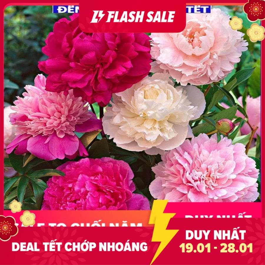 MJ69 Hạt giống hoa mẫu đơn mix màu 5 hạt