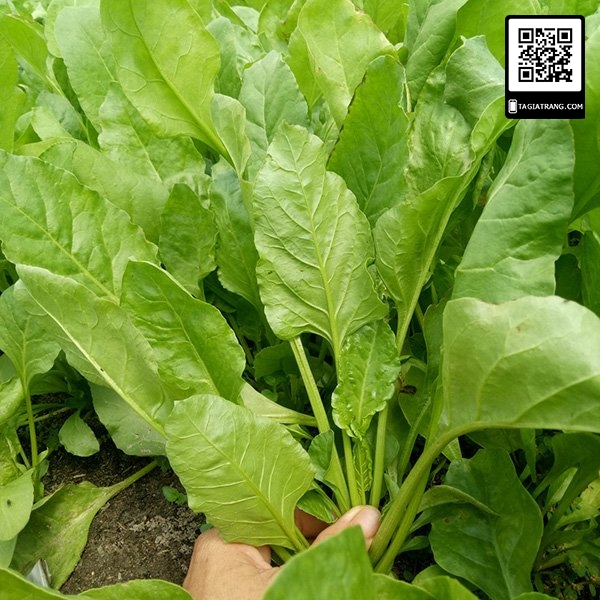 Gói 500g Hạt giống cải bó xôi chịu nhiệt