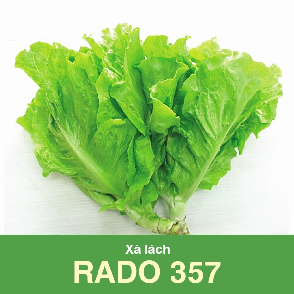 Hạt giống xà lách rado 357