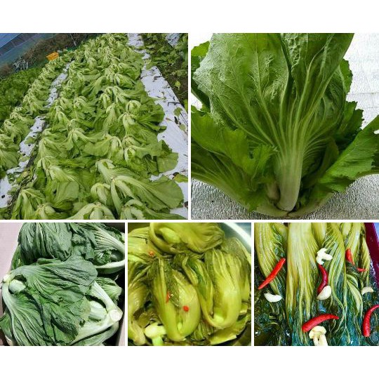 Cải bẹ dưa 20gram- cải dễ trồng quanh năm