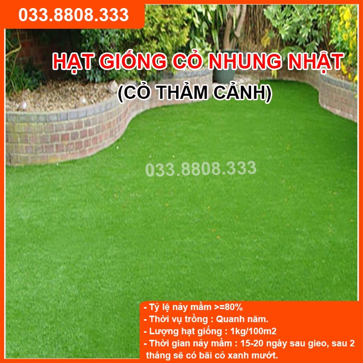 Hạt giống cỏ nhung nhật - cỏ sân vườn