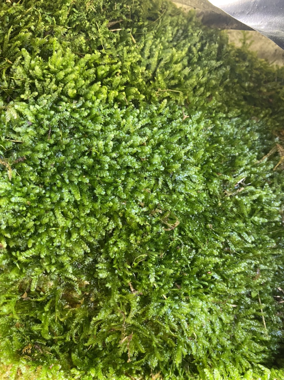 Rêu Wepping đắp nền Hồ bán cạn, tường rêu, Terrarium, Non bộ