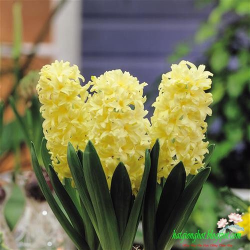 Củ giống hoa tiên ông vàng- 1 củ