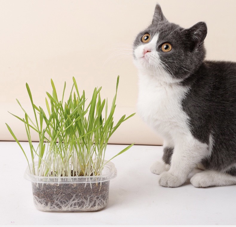 Cỏ mèo tươi - hạt giống cỏ mèo bạc hà cao cấp