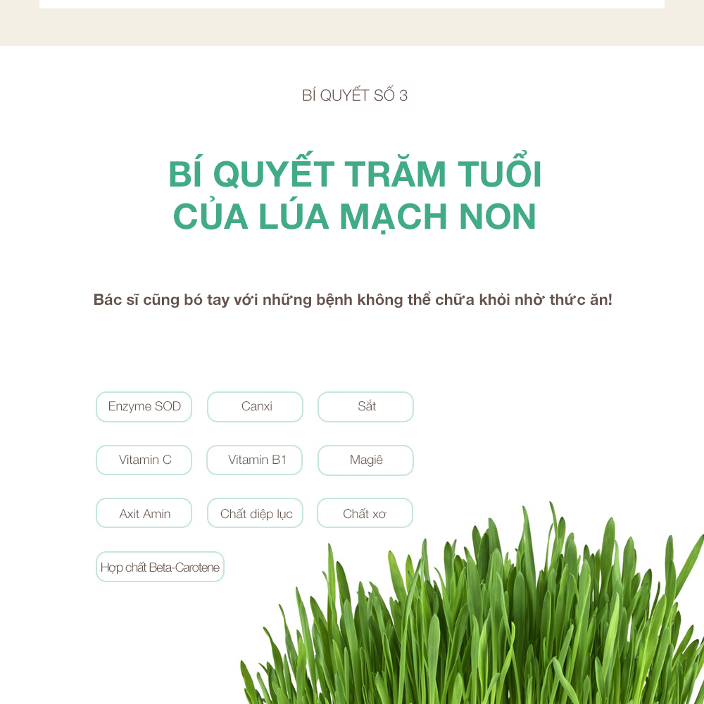 Bột Lúa Mạch Non Baeksagibyeol Jeju Barley Sprout Powder Nâng Cao Sức Khỏe, Cung Cấp Vitamin Khoáng Chất Hàn Quốc 100g