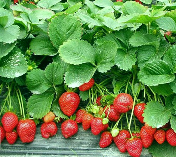 Hạt giống dâu tây đỏ thuần khí hậu F1 + tặng gói hạt giống