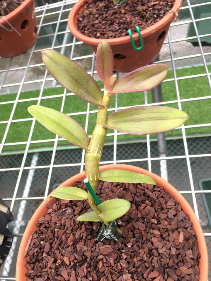 Lan Phi Điệp 🍀FREESHIP🍀 Hồng Yên Thủy [ Ươm Kie ]