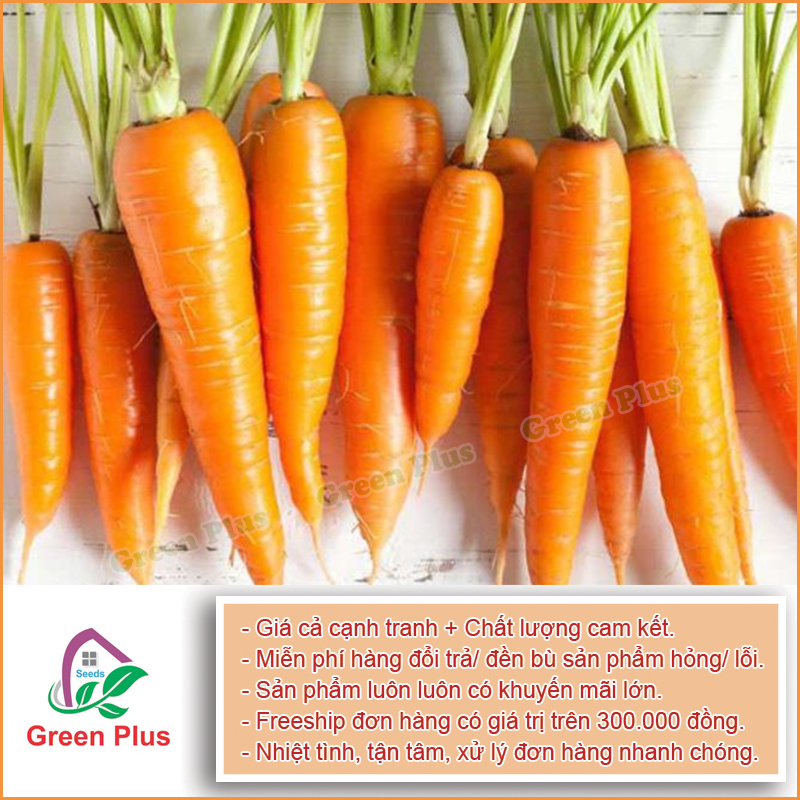 Hạt giống Cà rốt mini F1 - Gói 0,3Gr, được cung cấp bởi Green Plus, xuất xứ Nga đóng gói tại VN, chịu nhiệt 15 – 35 độ