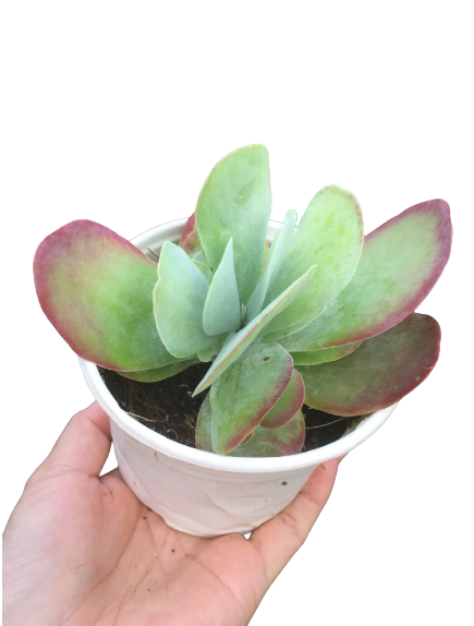 Sen Đá Cánh Bướm Hồng Size Trung - Cây Phòng Thủy – Cây Trang Trí – Cây Để Bàn – Cây Trang Trí Văn Phòng – Cây Trang Trí Sân Vườn –  Cây Lọc Không Khí -  Cây Khỏe Đẹp - Mộc Miên Garden