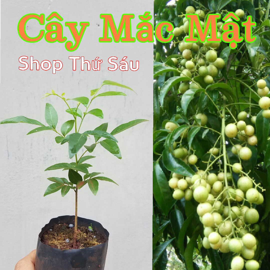 Cây Mắc Mật- Cây Móc mật Cây Măc mật dùng làm cây gia vị trong ẩm thực.