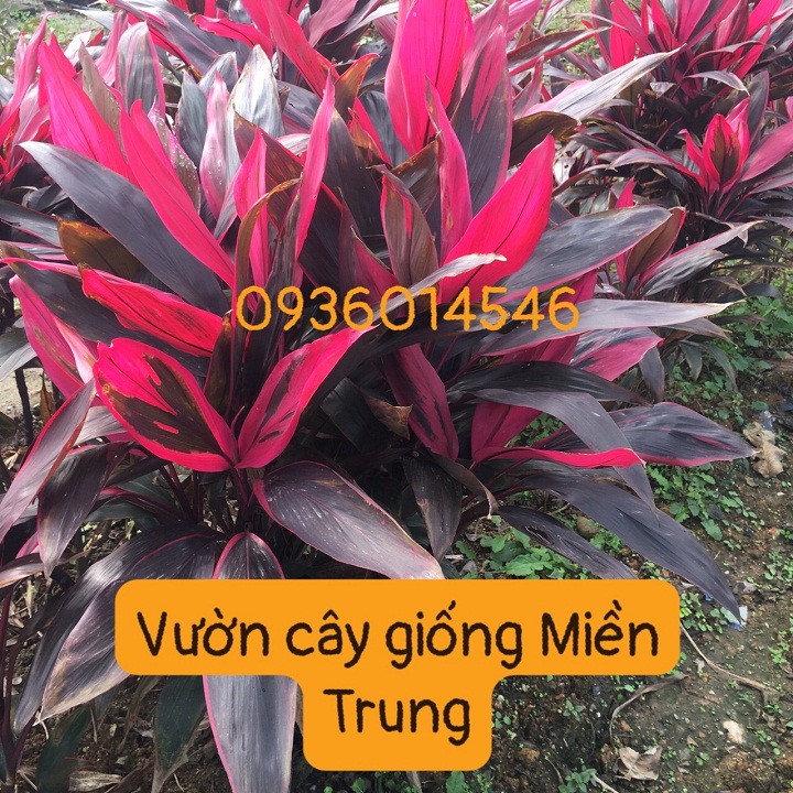 cây huyết dụ , cây phất dụ, cây thiết dụ - (Cây giống- dược tính thần kì)