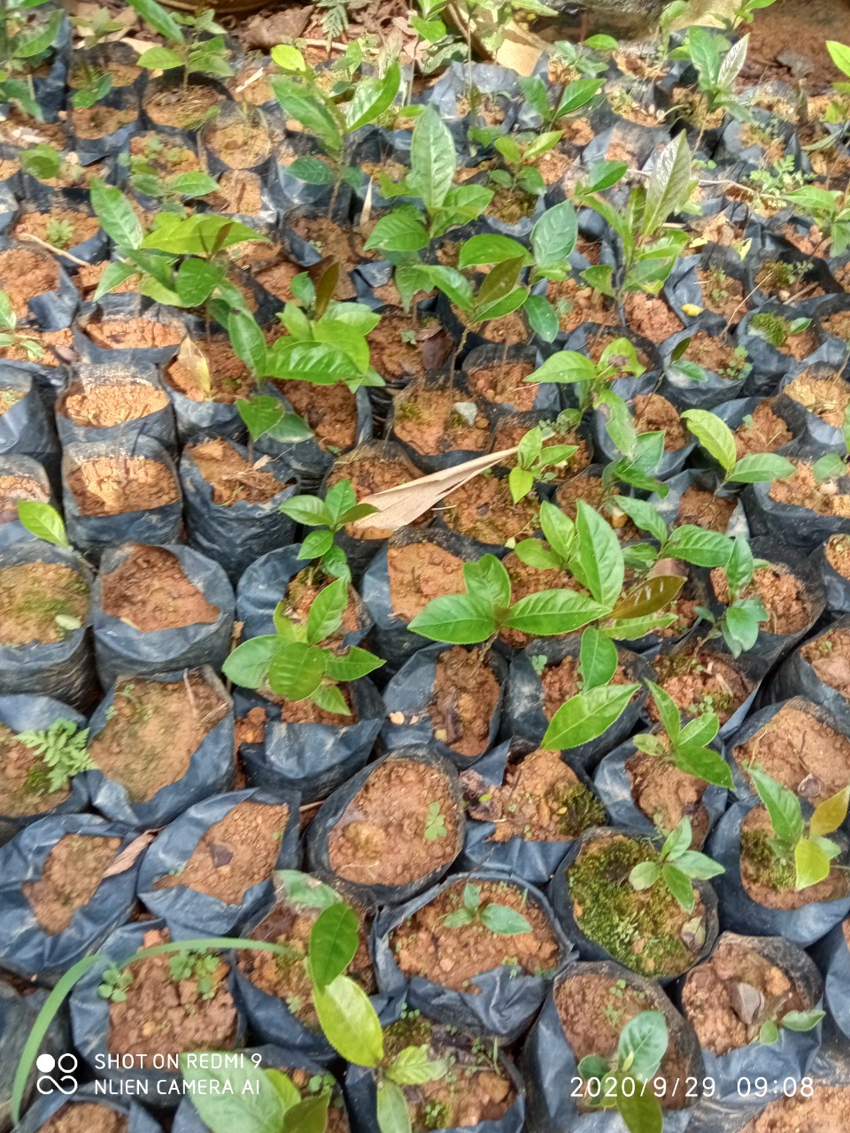 Cây giống hoa hải đường combo 2 cây - FREE SHIP TỪ 50K