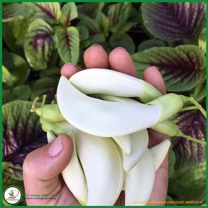 Hạt giống Bông so đũa trắng (hạt tự thu) - 20 hạt