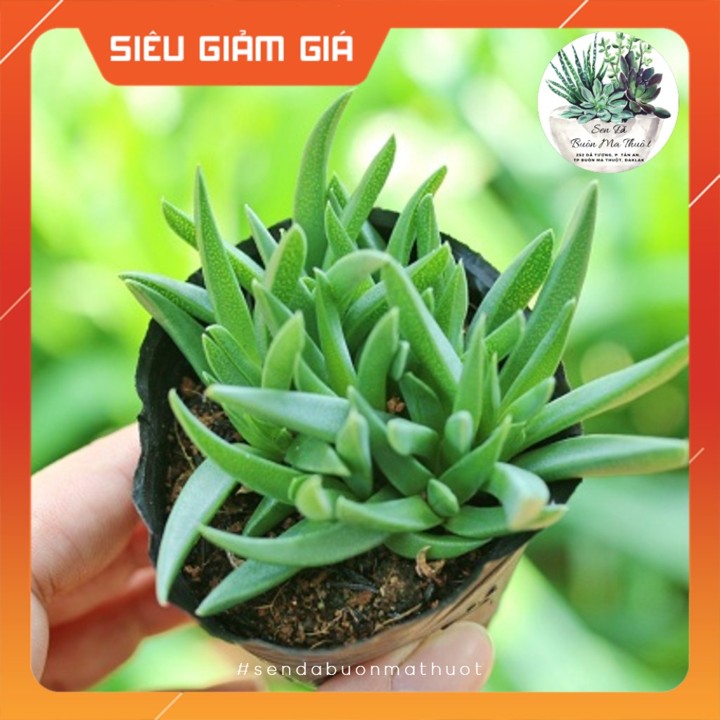 Sen đá cỏ ngọc ❤️[siêu đẹp]❤️ - Sen đá Buôn Ma Thuột - BMT Garden[SIÊU BỀN]
