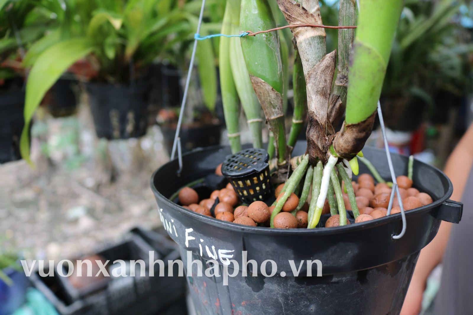 Đất Nung Thailand Size L 1 lít chuyên cho tiểu cảnh, xương rồng, sen đá, rau ăn lá, chậu sứ...