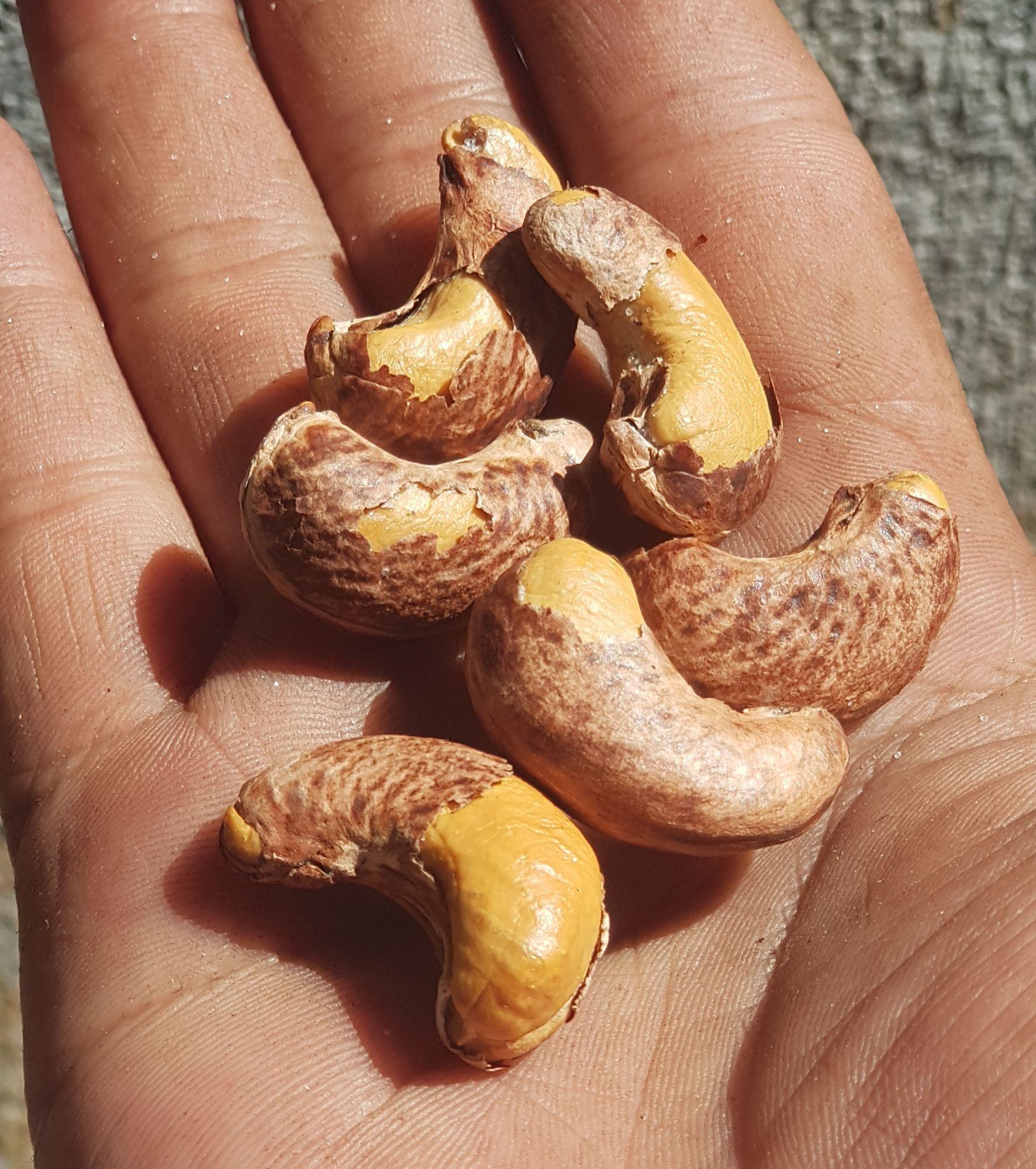 Hạt Điều Rang Muối Cashew Nuts