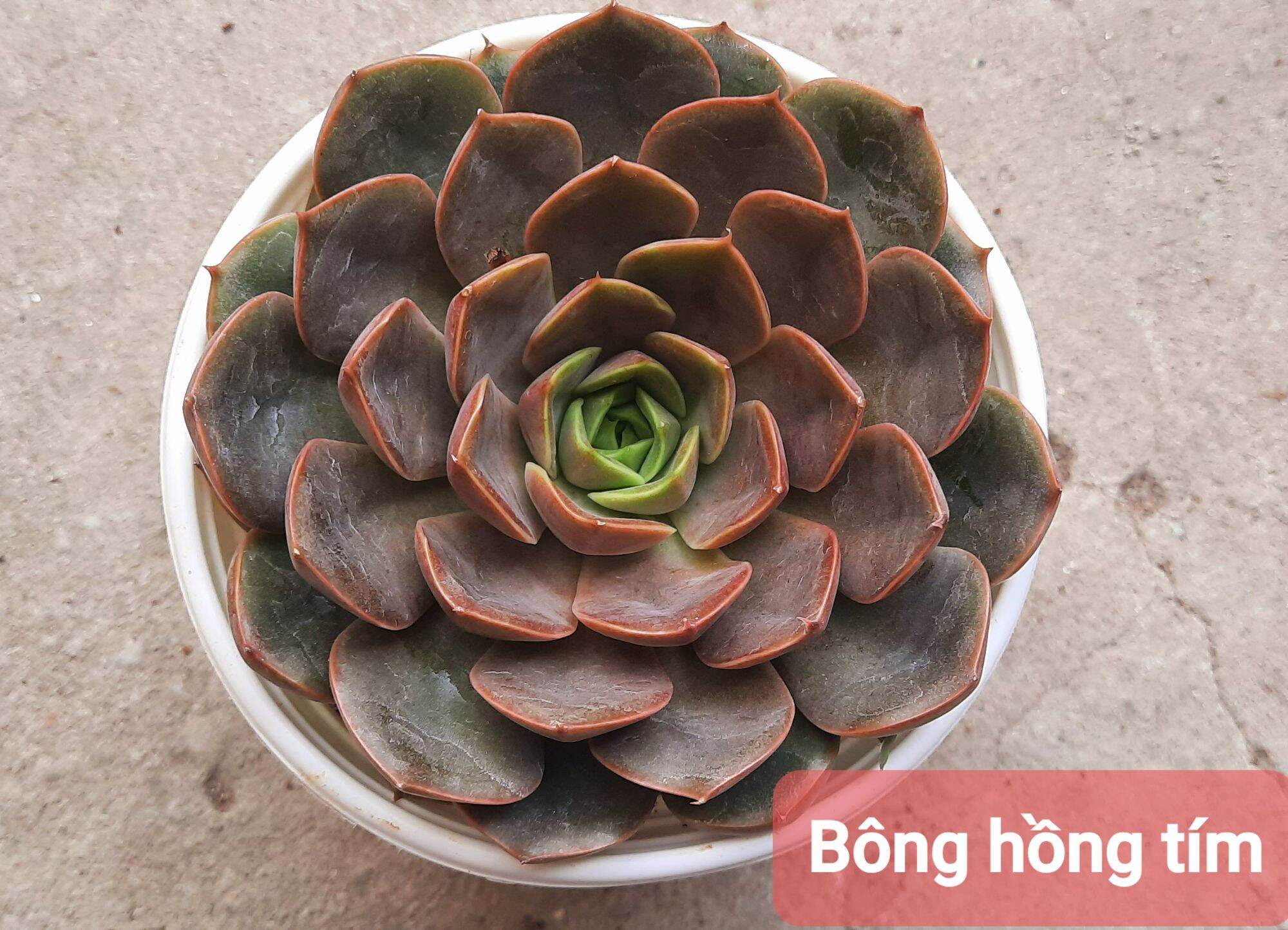 Sen đá BÔNG HỒNG TÍM size trung