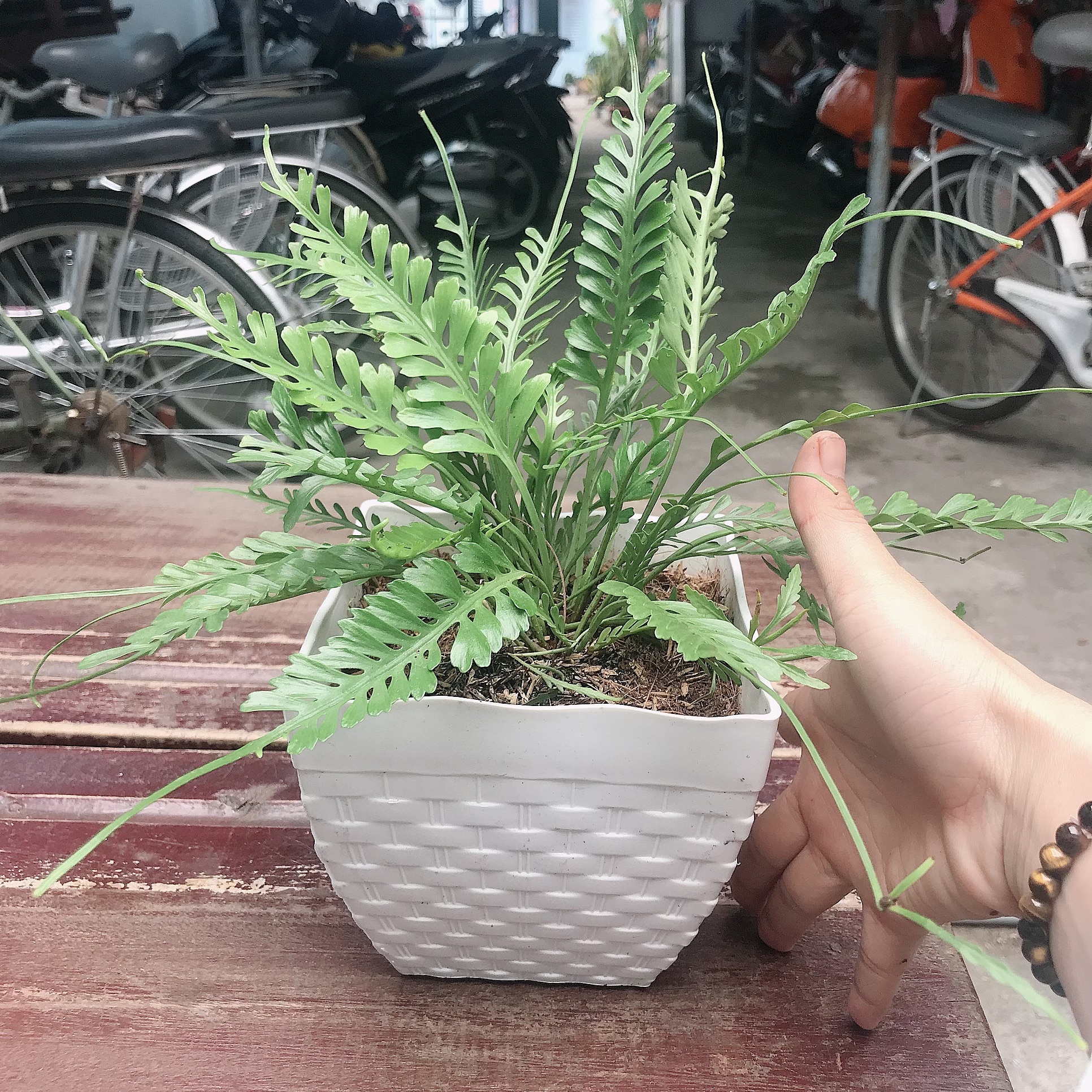 caykiengsadec - Cây dương xỉ + tặng chậu y hình + tặng phân bón + tặng sỏi - trang trí nội thất - cây phong thủy - hoa kiểng lá