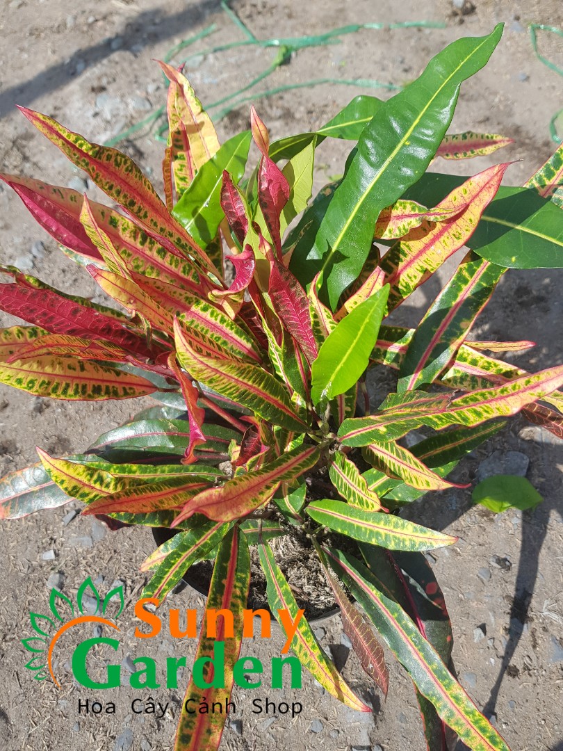 Cây Đuôi Lươn, Cao 20-30cm - Chậu Nhựa