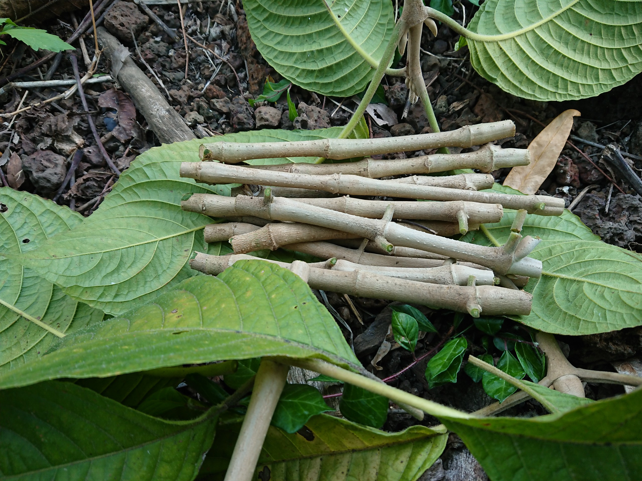 10 hom Chè Khổng Lồ - Chè Đại