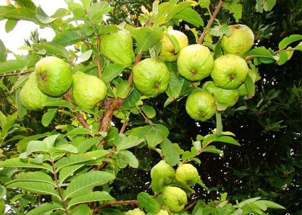 Cây Ổi Đài Loan Ruột Trắng Ít Hạt